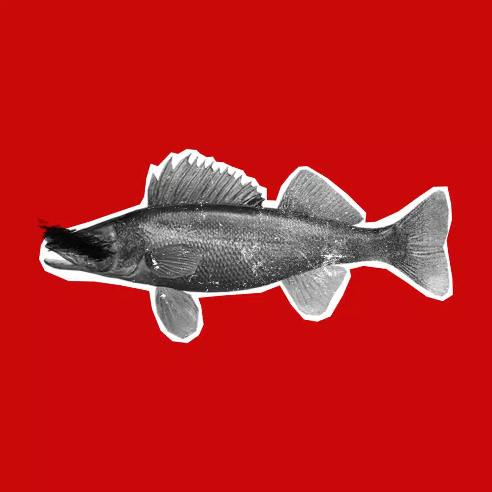 Bonus 35: The Anglers
