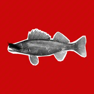 Bonus 35: The Anglers